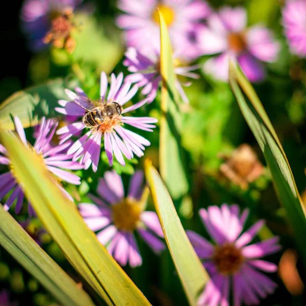 Bee op bloem achtergrond Stockfoto