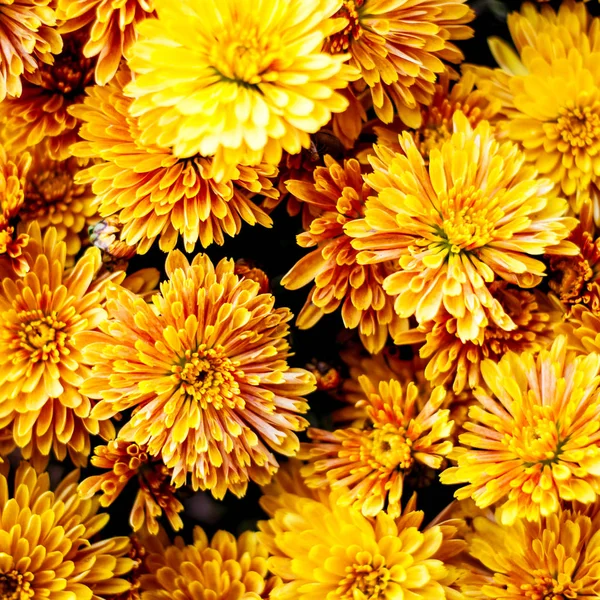 Crisantemo flores fondo Fotos de stock libres de derechos