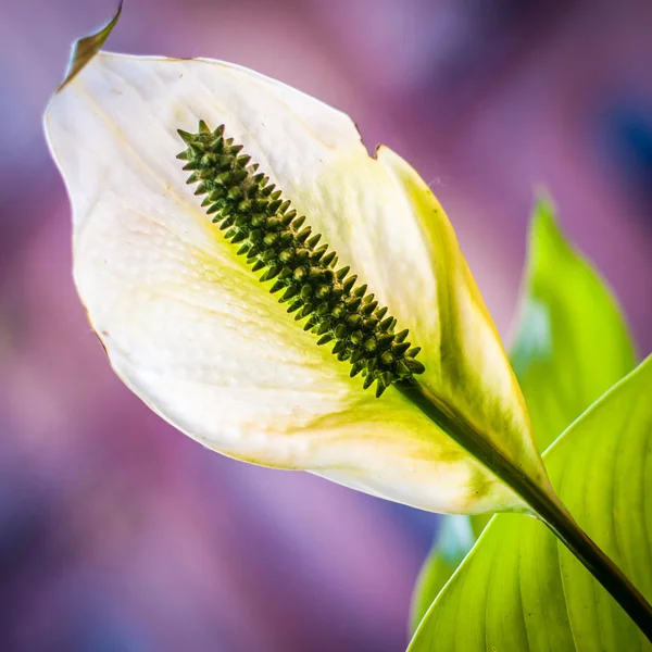 Flower close up Stock Photo