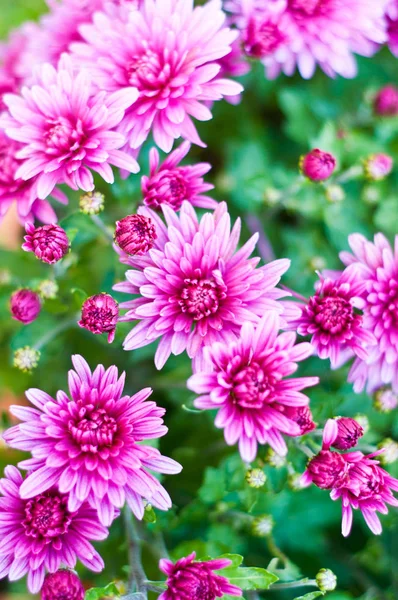 Chrysanthemen Blumen Hintergrund lizenzfreie Stockfotos