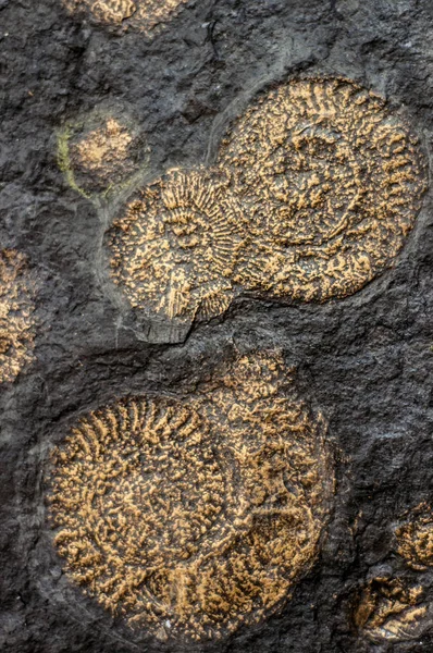 Ammonite d'escargot fossile — Photo