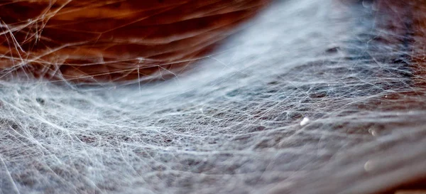 Spindelnät eller spider web bakgrund. Stockfoto