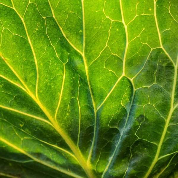 Cabbage leaf background — Stock Photo, Image