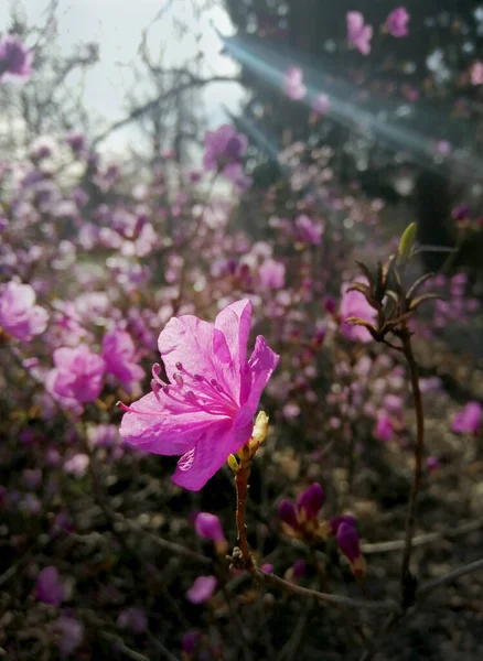 Blommor Och Knoppar Rosa Rhododendron Vårblommande Alpin Ros Och Solens — Stockfoto