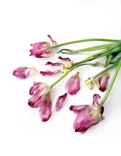 Verdorde Tulpen Bloemen Droge Bladeren Stengels Bloemblaadjes Een Witte Canvas — Stockfoto
