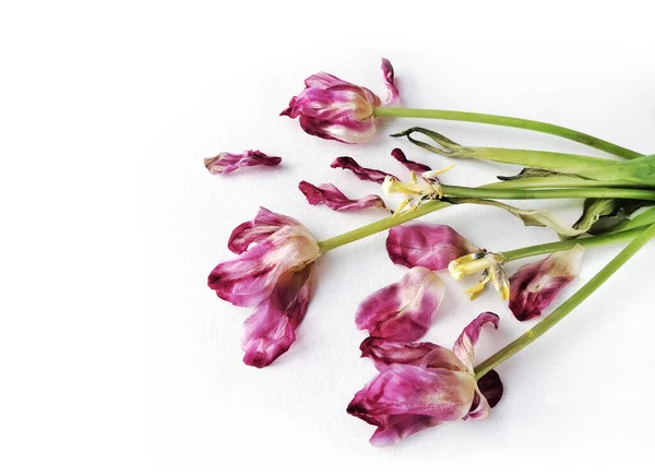 Fiori Tulipani Appassiti Foglie Secche Steli Petali Uno Sfondo Tela — Foto Stock