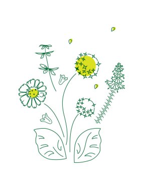 Çiçeklerin temsili, papatya çayı, çanlar, kır çiçekleri. Beyaz bir arka planda bahar yaz çiçekleri deseni, poster, sitenin kapağı, web sayfası.