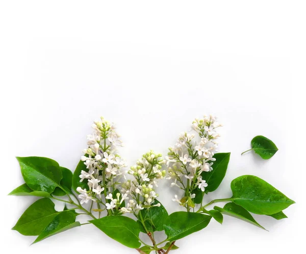 Bloeiende Takken Van Lilac Bloemen Boeket Glanzende Witte Achtergrond Bloemen — Stockfoto
