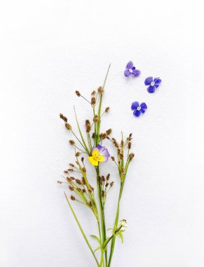 Şifalı ot koleksiyonu, unutma beni, ahşap menekşeler, tüy çimi, tahıl gevreği, kompozisyon, herbaryum, Myosotis, Viola kokulu buket.