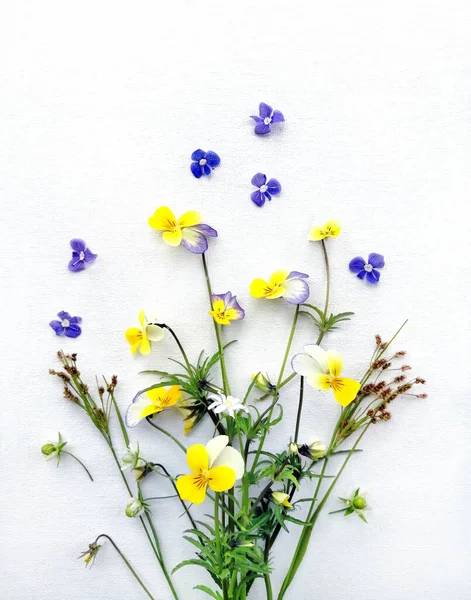 Raccolta Erbe Medicinali Non Dimenticarti Viola Del Legno Erba Piuma — Foto Stock