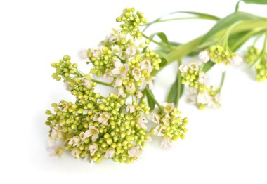 Beyaz arka plan üzerinde izole at-turp çiçekler