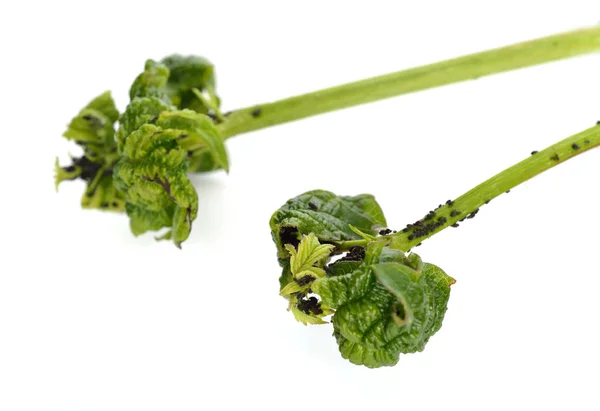 Bladlöss, även känd som växt löss, samväldet som greenflies, bl — Stockfoto