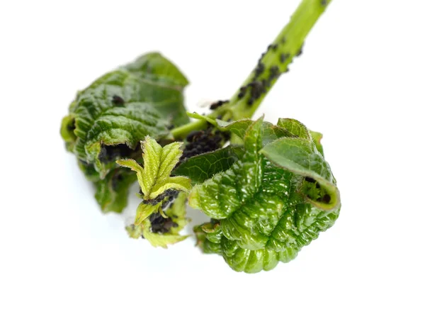 Mšice, také známý jako rostlina vši, Commonwealthu jako greenflies, bl — Stock fotografie