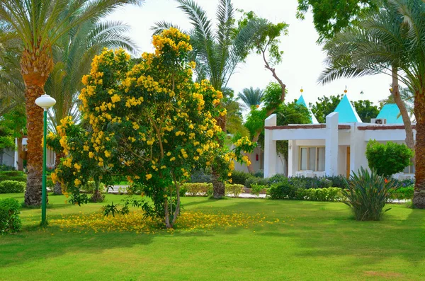 Hermoso jardín verde en un hotel egipcio — Foto de Stock