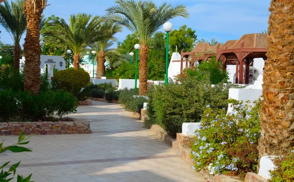 Gyönyörű zöld kert egy egyiptomi szállodában — Stock Fotó