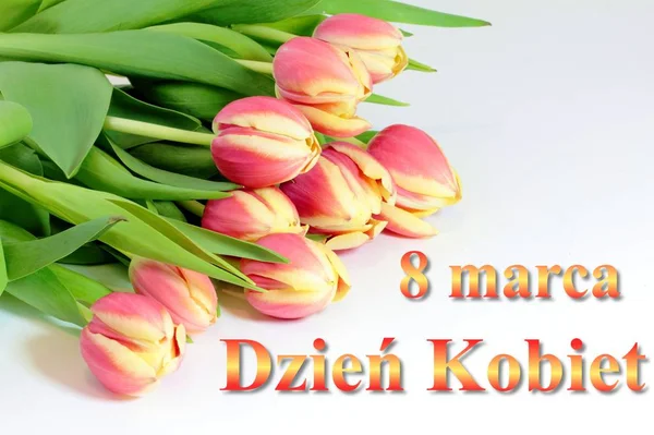 Women\'s day card with Polish words DZIEN KOBIET. Tulip flower on white background.