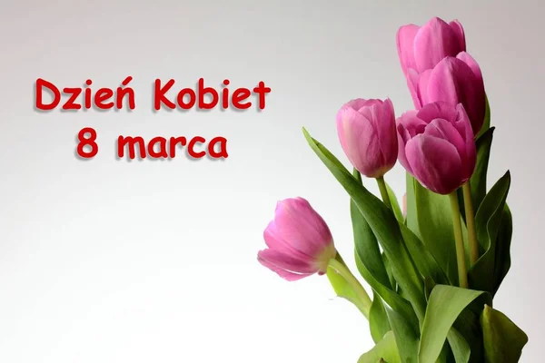 Frauentagskarte Mit Polnischen Wörtern Dzien Kobiet Tulpe Blume Auf Weißem — Stockfoto