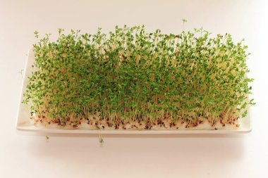 Cress, yakın çekimde cuckooflower