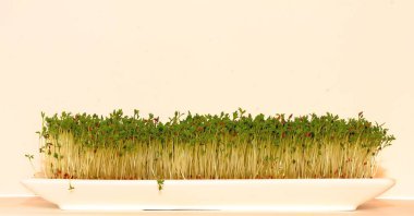 Cress, yakın çekimde cuckooflower