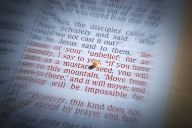 Hardal tohumu ve açık İncil