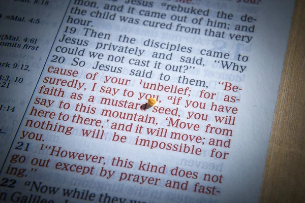 Mustard seed and open Bible — Stock Photo, Image