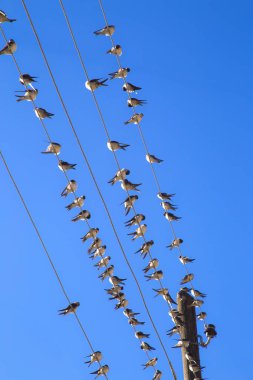 Kabloda kırlangıçlar