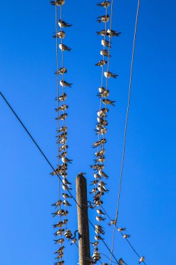 Kabloda kırlangıçlar