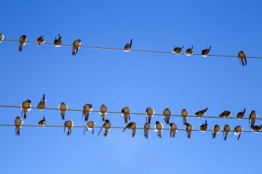 Kabloda kırlangıçlar