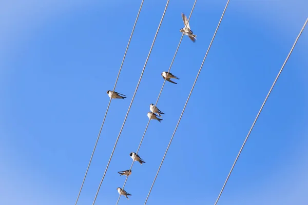 Swallows on a wire — Stock Photo, Image