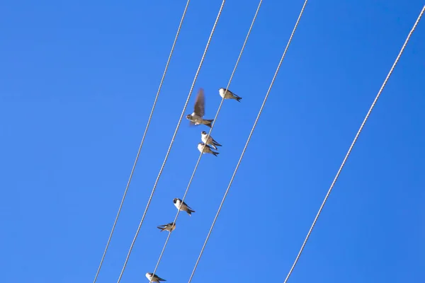 Swallows on a wire — Stock Photo, Image