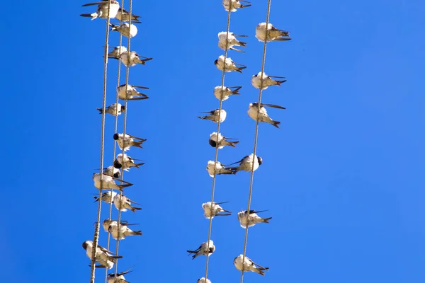 Swallows on a wire — Stock Photo, Image