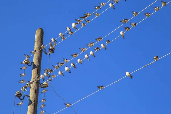 Kabloda kırlangıçlar