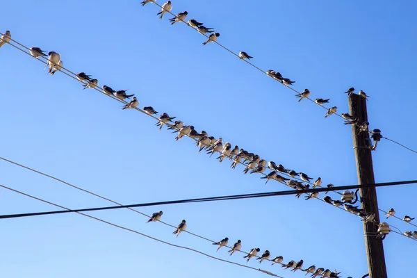 Swallows on a wire — Stock Photo, Image