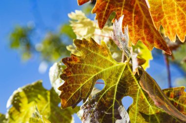Renkli sonbahar üzüm yaprakları