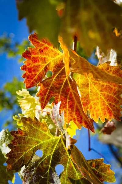 五颜六色的秋葡萄叶 — 免费的图库照片