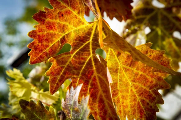 五颜六色的秋葡萄叶 — 图库照片