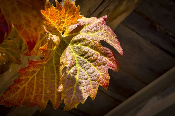 五颜六色的秋葡萄叶 — 图库照片