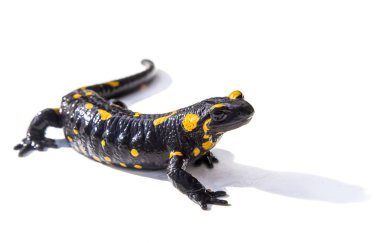 Salamander kertenkele beyaz arka plan üzerinde ateş