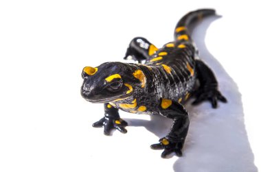 Salamander kertenkele beyaz arka plan üzerinde ateş