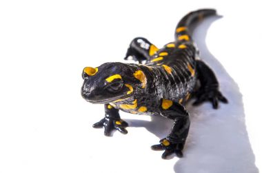 Fire Salamander lizard on white background clipart
