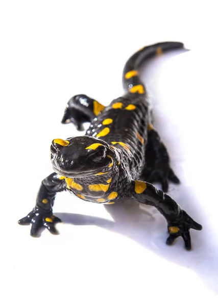 Lagarto de salamandra de fogo no fundo branco — Fotografia de Stock
