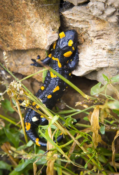 Lagarto de salamandra de fogo em selvagem — Fotografia de Stock