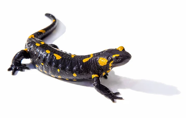 Brand Salamander hagedis op witte achtergrond — Stockfoto