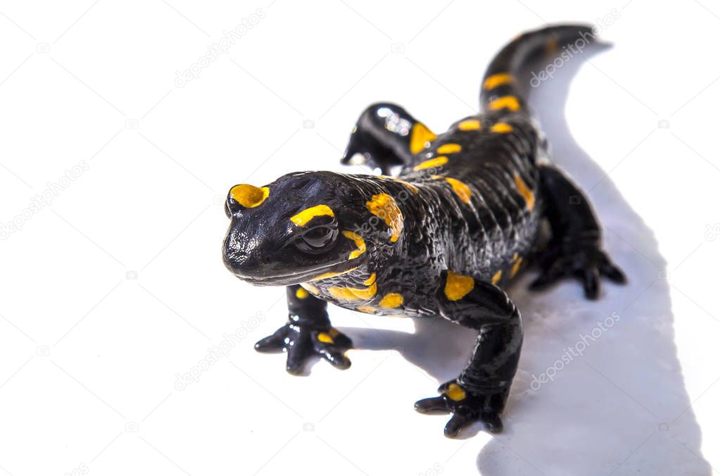 Fire Salamander lizard on white background