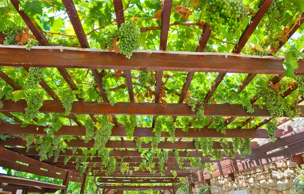 正午の間に茶色未熟な緑色のブドウ園のトレリス ギリシャ — ストック写真