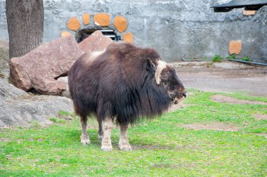 Eski muskox kadar kapatın.