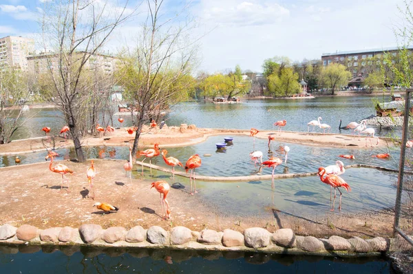 Flamboyance Flamencos Durante Primavera Temprana Zoológico Moscú Rusia — Foto de Stock