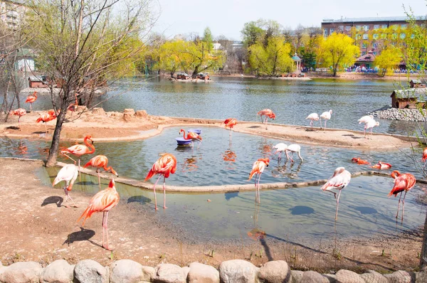Stada Flamingów Podczas Wczesną Wiosną Zoo Moskwa Rosja — Zdjęcie stockowe