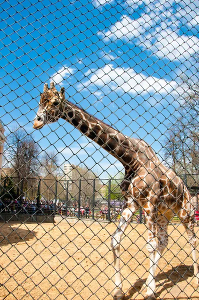 Moscow Russia May Crowd Locals Tourists Look Giraffe Moscow Zoo — Stock Photo, Image