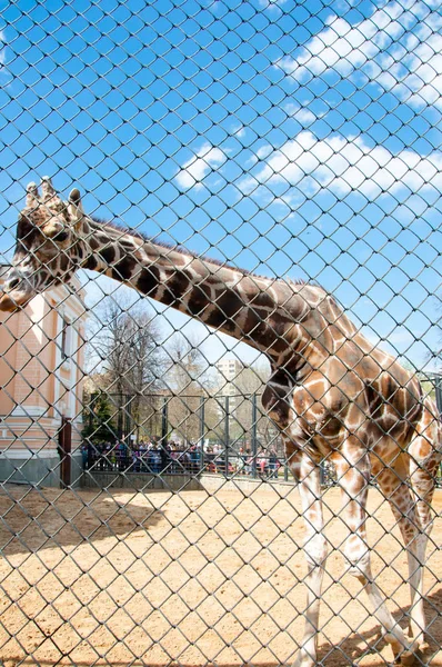莫斯科 5月01日 南非长颈鹿在莫斯科动物园在2017年5月01日 莫斯科动物园是俄罗斯第一个在1864年成立的动物园 由俄罗斯帝国学会驯化动物和植物 — 图库照片